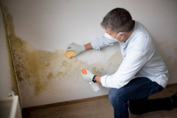 Best Emergency Mold Remediation  in Charleston, SC